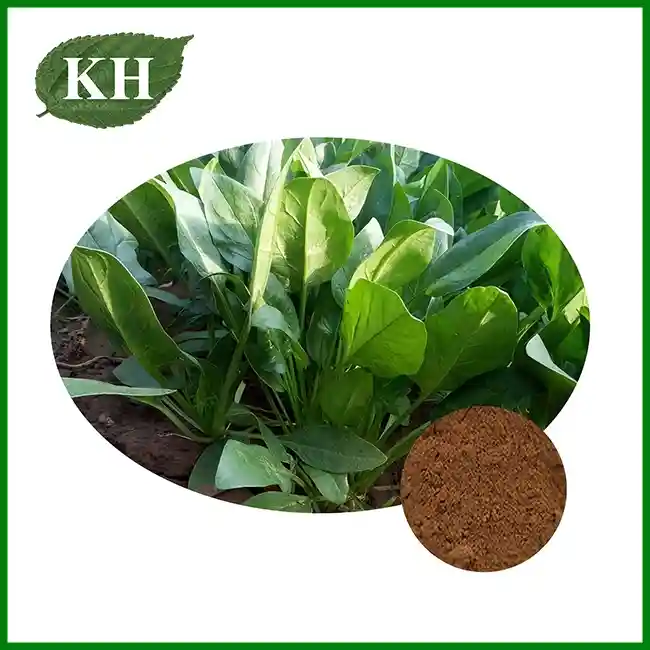 Spinach Extract Powder — Natural Chlorophyll